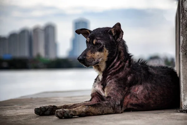 Bulanık city ile Nehri yakınında iskelede yalnız sokak uyuz köpeği 