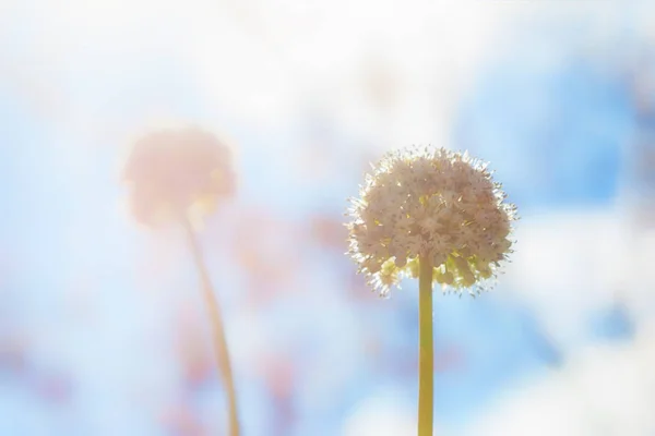 Bela flor foco suave com fundo de luz solar da manhã., w Fotografia De Stock