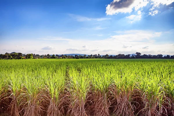 Belo campo verde de cultivo de cana de açúcar exuberante e céu azul com nuvens claras., Foco suave devido à longa exposição tiro . Imagem De Stock