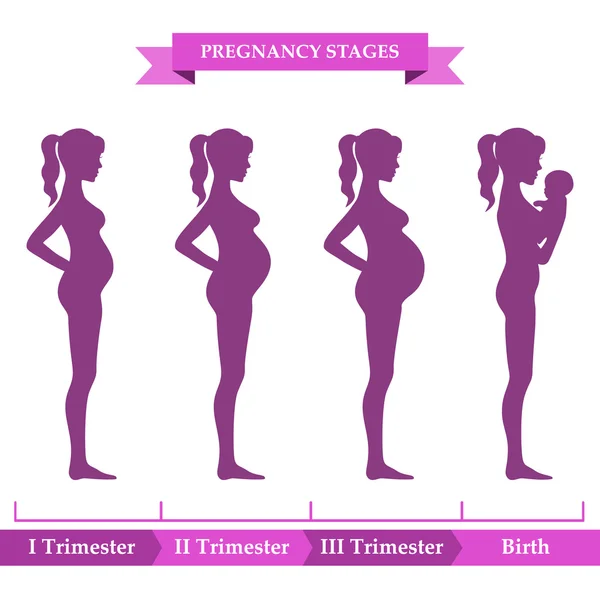 Stades de grossesse. Illustration vectorielle. Éléments d'infographie . — Image vectorielle