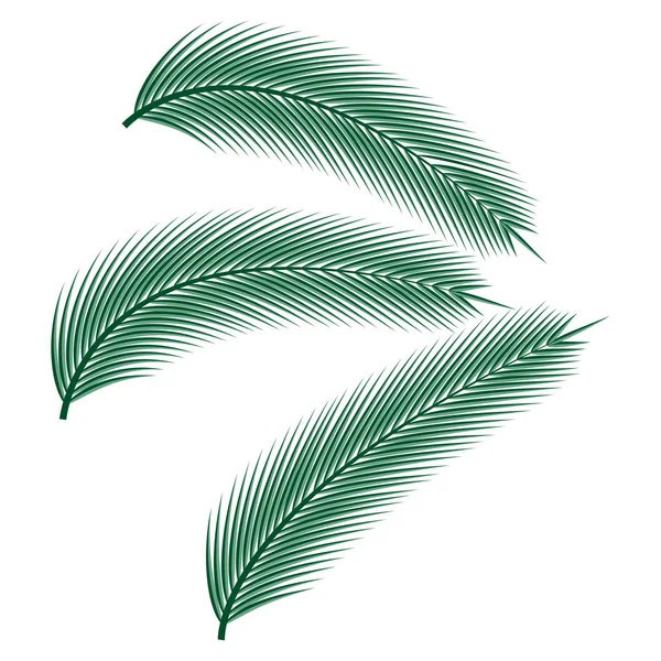 Folhas de palmeira tropicais. Ilustração vetorial . —  Vetores de Stock