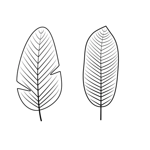 Collection de feuilles tropicales. Illustration vectorielle . — Image vectorielle