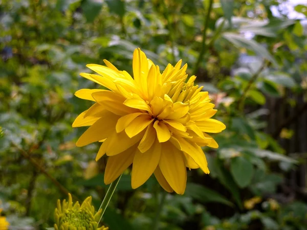 Bola dourada rudbeckia — Fotografia de Stock