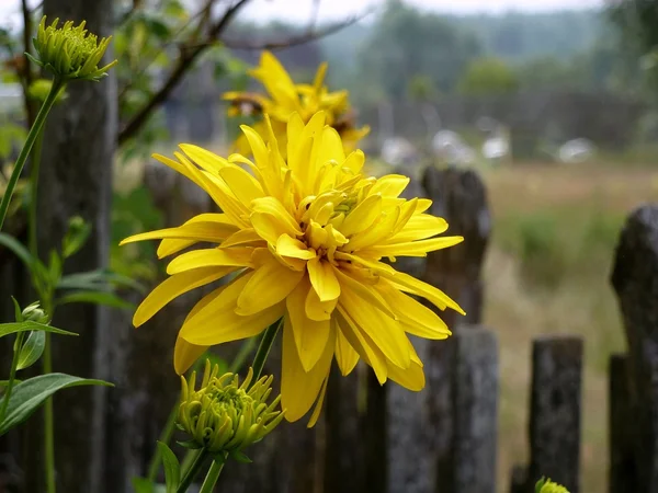 Bela flor Rudbeckia — Fotografia de Stock