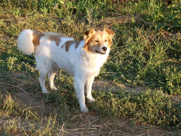 Bir sokak köpeği güneş — Stok fotoğraf