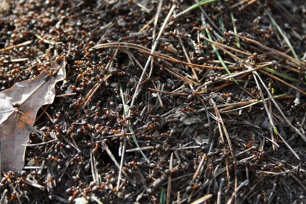 Das tägliche Leben eines Ameisenhaufens — Stockfoto