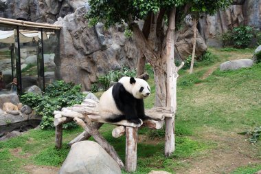 Panda Hayvanat Bahçesi Hong Kong