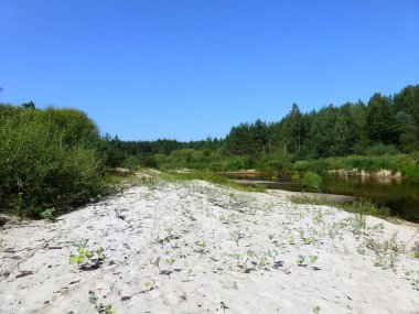 Nehrin kıyısındaki orman