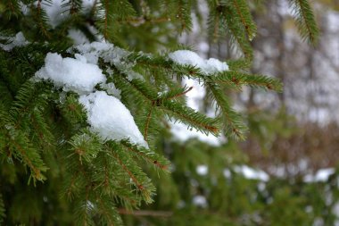 köknar dalı yakın çekim