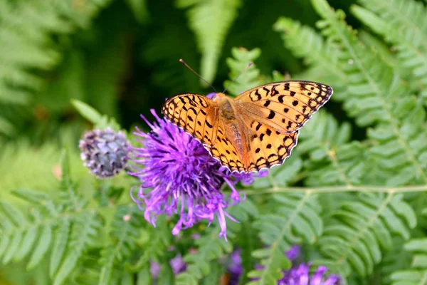 Бабочка на фиолетовом цветке — стоковое фото