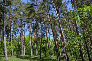 Güneş ışığı altında karışık orman