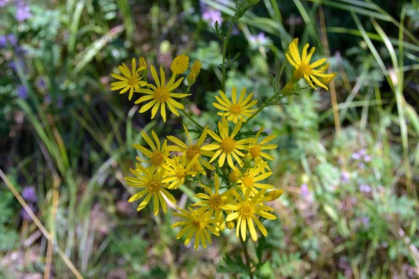 Flor salvaje amarilla — Foto de Stock