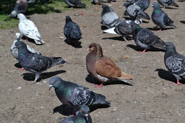 The pigeons in Saint-Petersburg — Stock Photo, Image