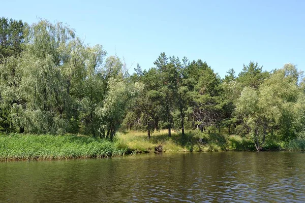 Dense thickets along the banks of the river ducts — Stock Photo, Image