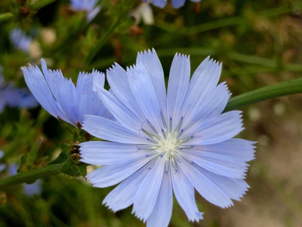 La flor de achicoria a una buena aproximación — Foto de Stock