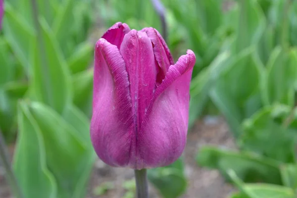 Цветочный крупный план тюльпана — стоковое фото