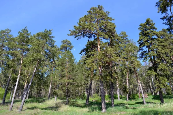 Orman yamaca çam / parlak gün ışığında banyo yeşil çam ormanlar bir yamaca manzara yaz