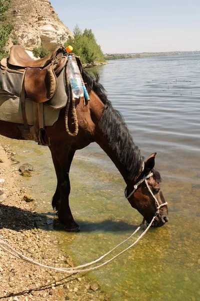 Cavallo Che Beve Acqua Dal Fiume Cavallo Pozzo Irrigazione Una — Foto Stock