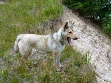 Uçurumun kenarında köpek / açık ışık gri köpek jaws kumlu yamaçta kenarında duran
