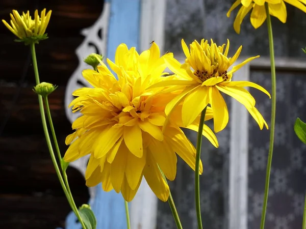 Яскраво Жовта Квітка Рудбекії Всій Красі Краса Багатої Дикої Природи — стокове фото