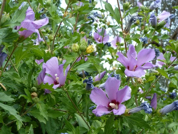 Una Dispersión Flores Color Púrpura Pálido Flores Jardín Inspiración Milagro — Foto de Stock