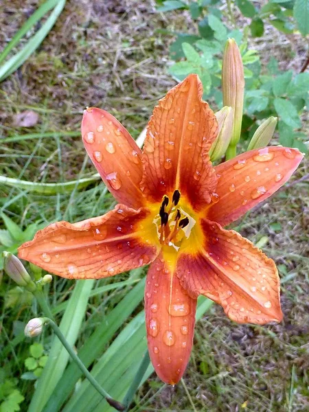 Orange Lily Petals Rain Drops Beautiful Lily Flower Saturated Orange — Stock Photo, Image