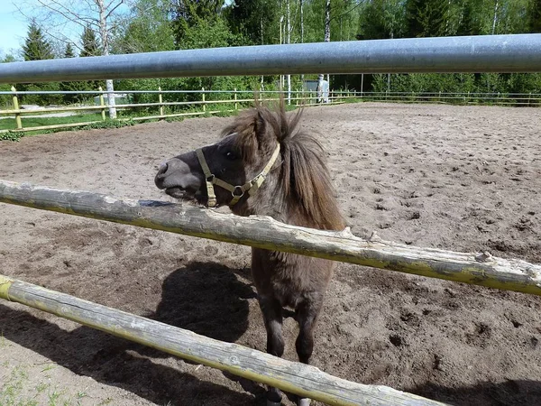 Carino Pony Dietro Recinzione Dell Arena Aperta — Foto Stock