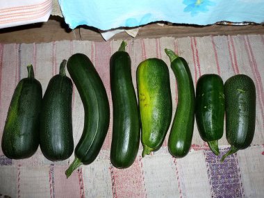 Halıya serilmiş bir sürü salatalık.