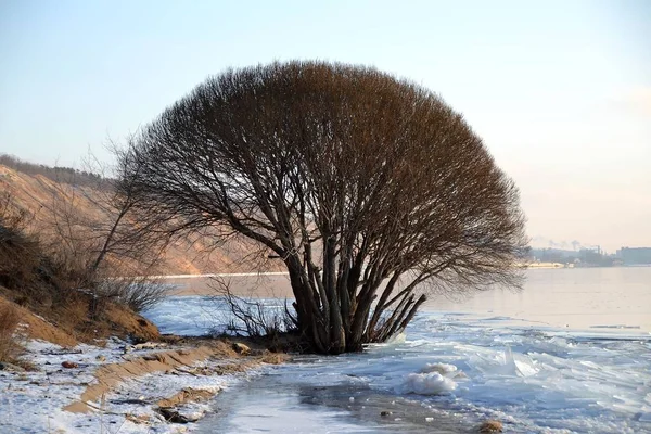 Naked Spreading Willow Ice Captivity — Stockfoto