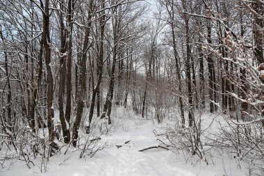 Dağın tepesinde karla kaplı bir orman.