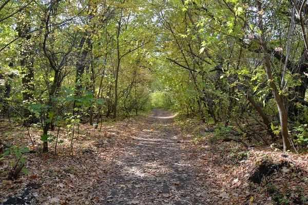 Passeggiata Tra Foglie Verdi Sotto Tenda Verde Degli Alberi — Foto Stock