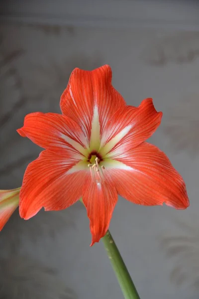 Unpretentious Hippeastrum Flower Luxury Home Decoration — Stock Photo, Image