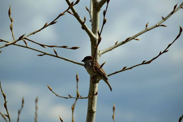 Bruant Parmi Les Branches Sur Fond Nuages Printaniers — Photo