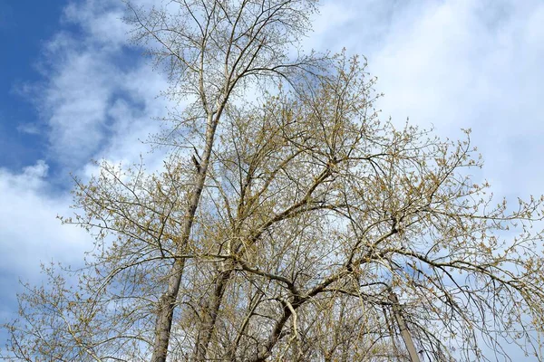 Poplars with swollen buds on the background of the spring sky