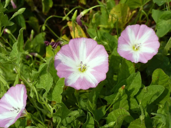 Field Bindweed Unpretentious Herbaceous Plant — Stock Photo, Image
