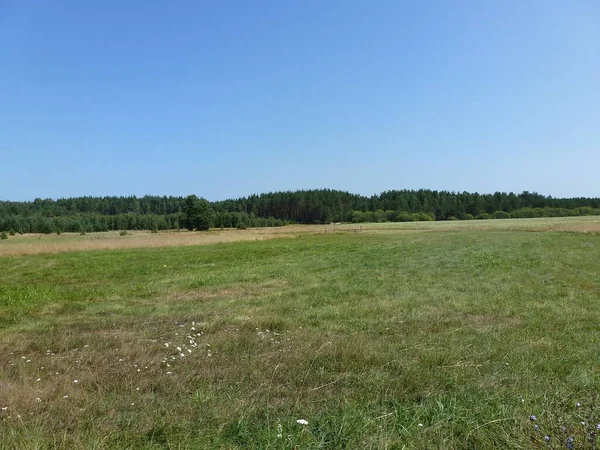 Pradera Cortada Cerca Del Borde Del Bosque —  Fotos de Stock