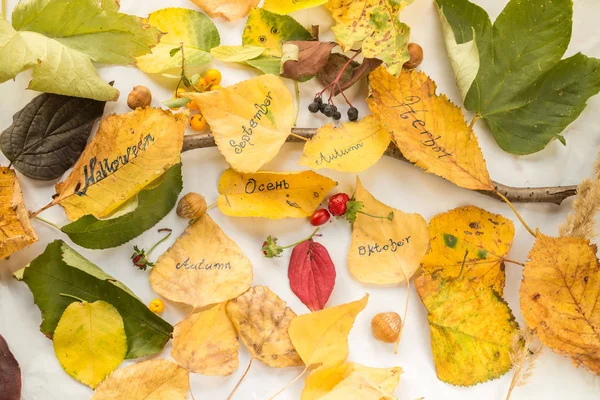 Otoño decoración surtido de hojas — Foto de Stock