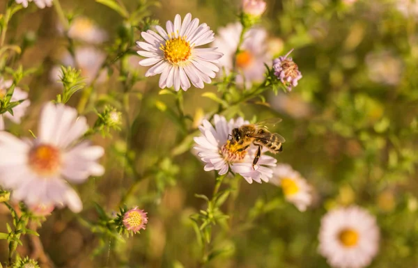 Arılar iş başında