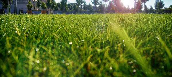 Малый угол травы — стоковое фото