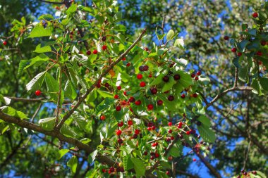 Baharda Kiraz Ağacı