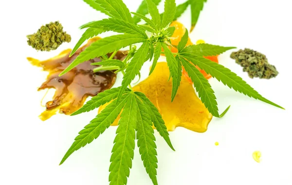 Vários extratos de Cannabis CBD e THC Shatter rosin com flores e folhas de cânhamo — Fotografia de Stock
