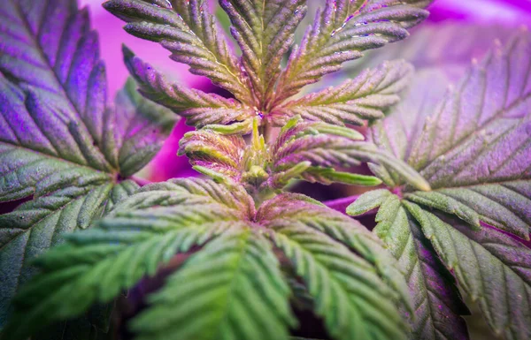 Indoor Cannabis plant growing marijuana in a grow box under the purple LED lamp light, medical marijuana cultivation