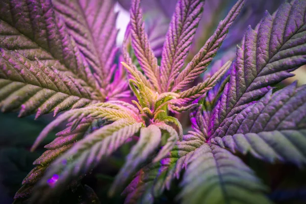 Indoor Cannabis plant growing marijuana in a grow box under the purple LED lamp light, medical marijuana cultivation