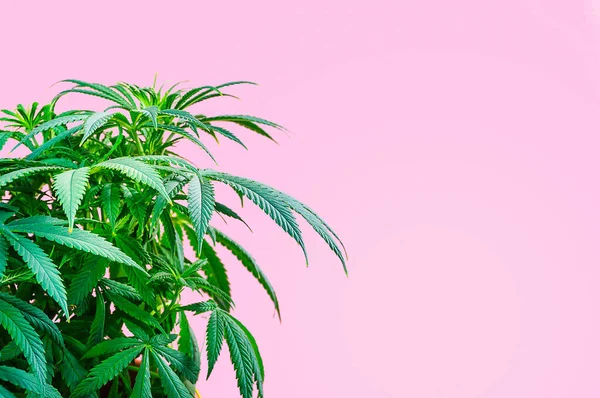 Konopie Indyjskie Gałąź Marihuany Różowym Tle Przestrzenią Kopiowania — Zdjęcie stockowe