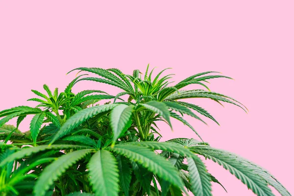 Cannabis Plant Branch Marijuana Pink Background Copy Space — Stock Photo, Image