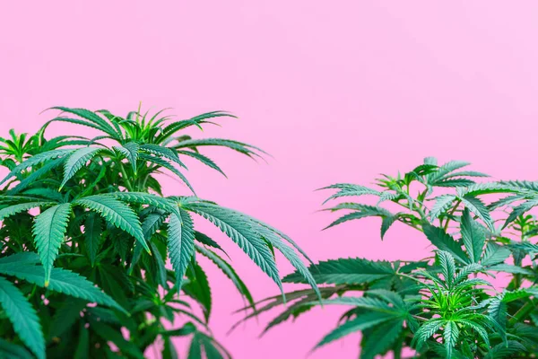 Konopie Indyjskie Gałąź Marihuany Różowym Tle Przestrzenią Kopiowania — Zdjęcie stockowe