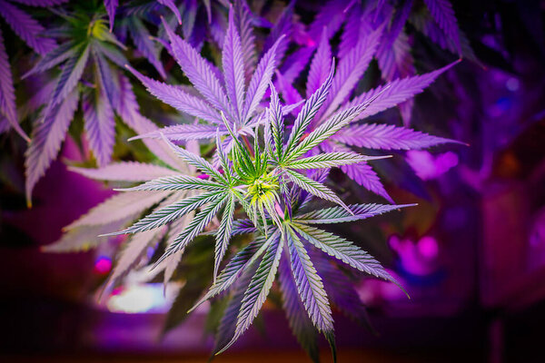 Full frame overhead shot of Medical Cannabis leafs toned dark in purple grow light
