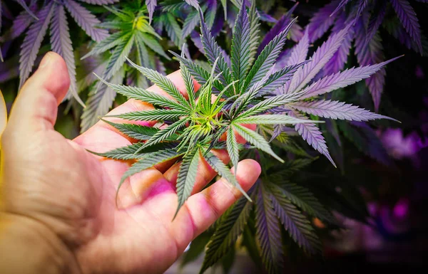 Cornice Completa Mano Che Tiene Pianta Cannabis Medica Sullo Sfondo — Foto Stock