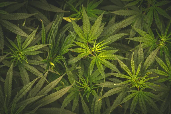 Full Frame Overhead Skott Medicinska Cannabis Blad — Stockfoto