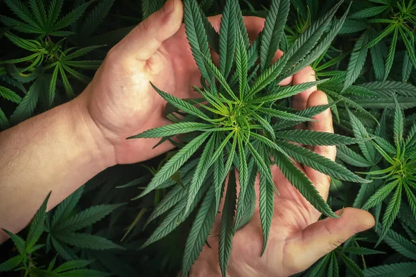 Full frame of hand holding Medical Cannabis plant against dark backdrop